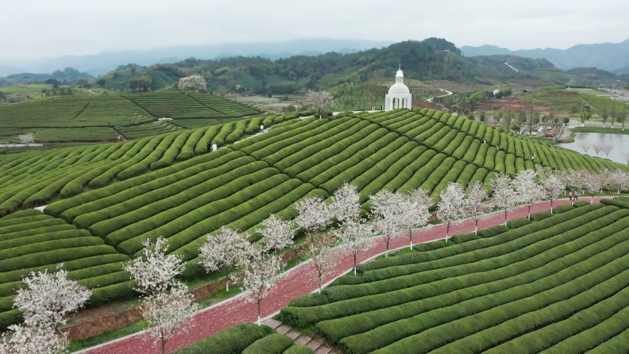 武义花田小镇樱花茶园风光4K航拍视频素材