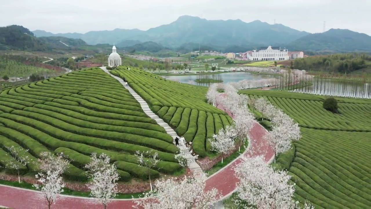 武义花田小镇樱花茶园风光4K航拍视频素材