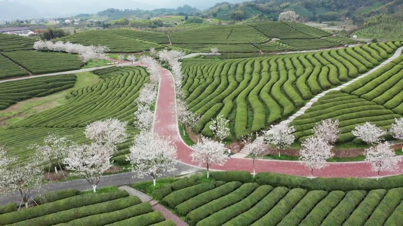 武义花田小镇樱花茶园风光4K航拍视频素材