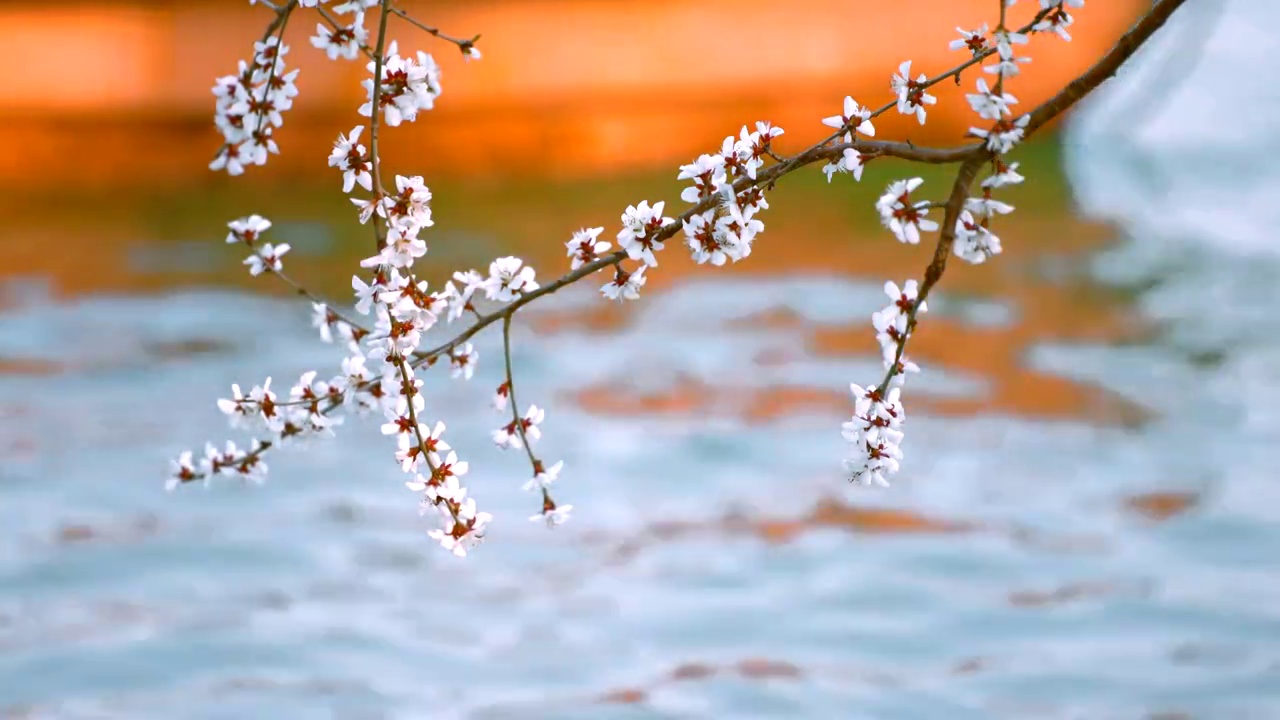 春天北京颐和园西堤桃花盛开视频素材