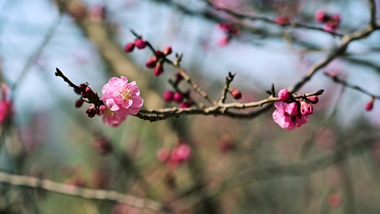 春天盛开的粉红色梅花视频素材