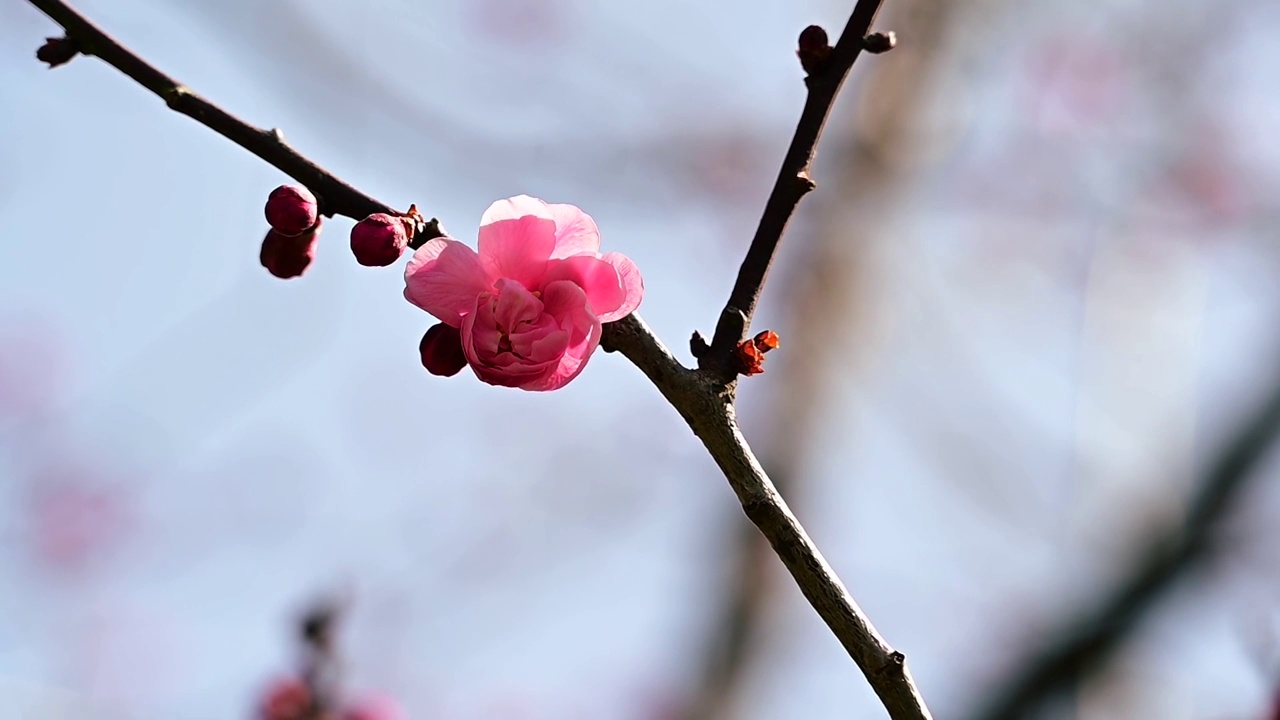 春天盛开的粉红色梅花视频素材