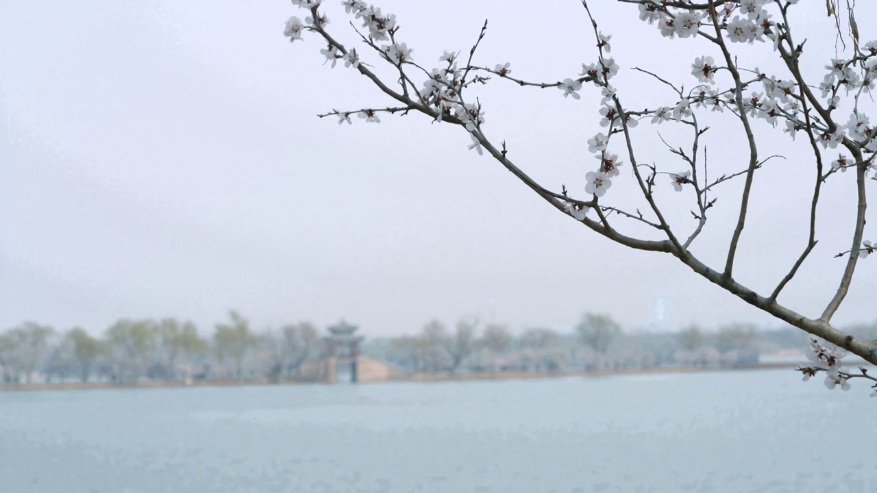 春天北京颐和园春花春景视频素材