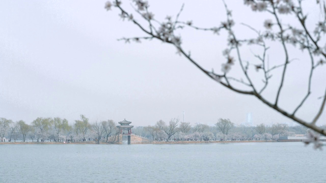 春天北京颐和园春花春景视频素材