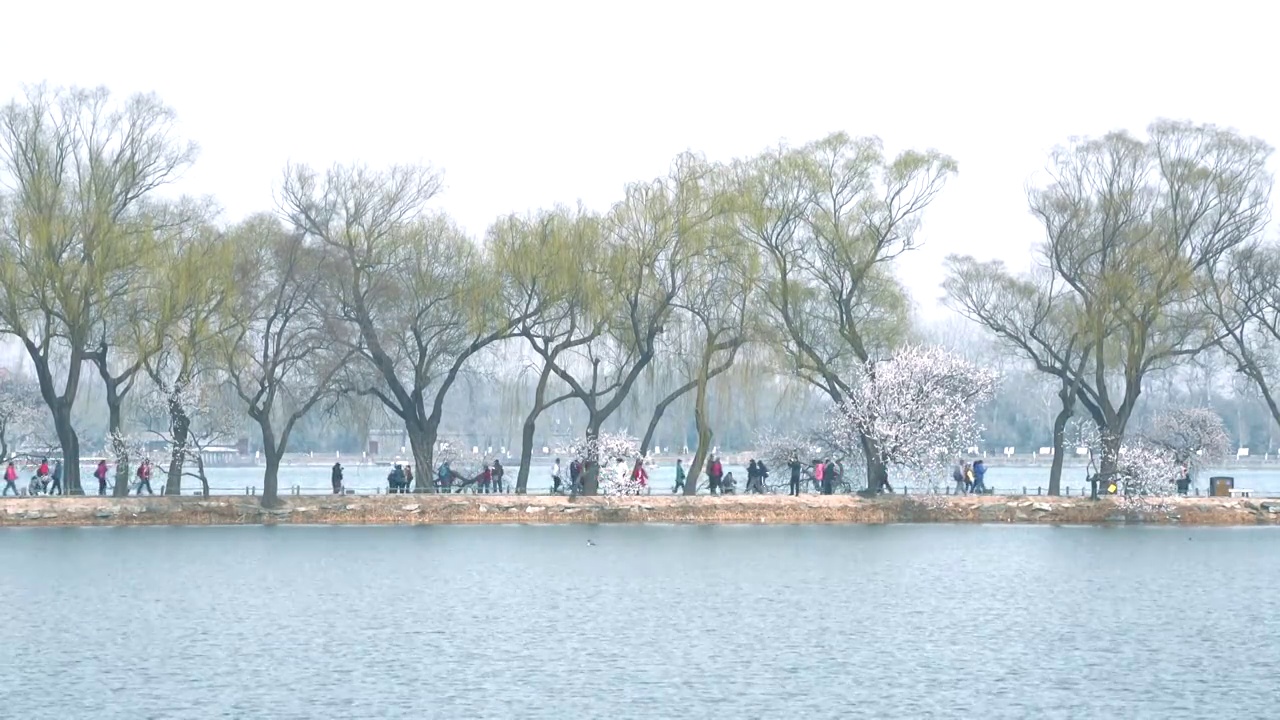 春天北京颐和园春花春景视频素材