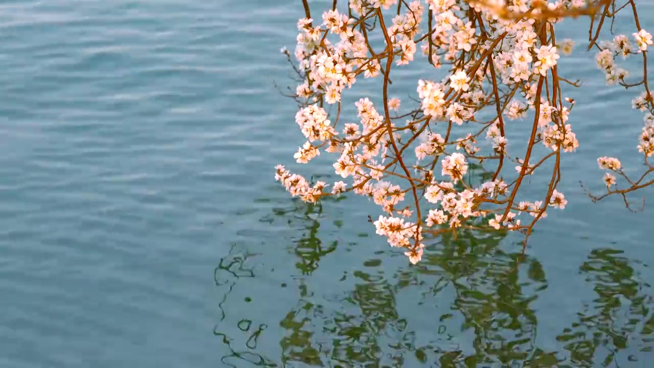 春天北京颐和园春花春景视频素材