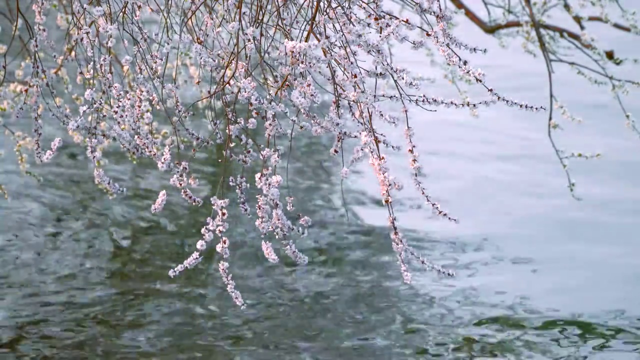 春天北京颐和园春花春景视频素材