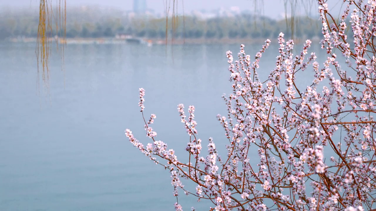 春天北京颐和园春花春景视频素材