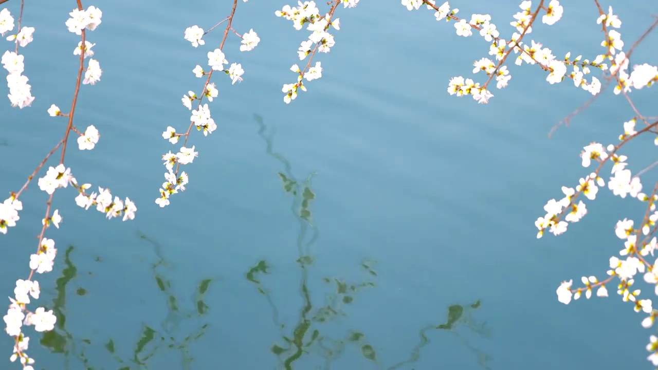 春天北京颐和园春花春景视频素材