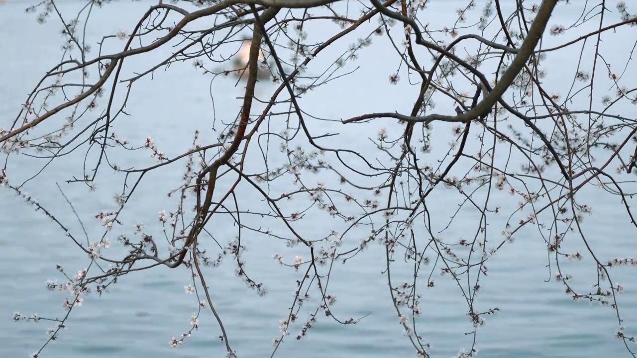 春天北京颐和园春花春景视频素材