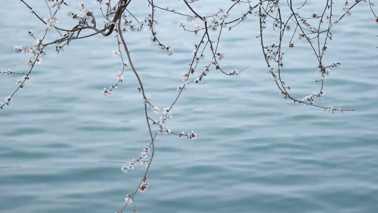 春天北京颐和园春花春景视频素材