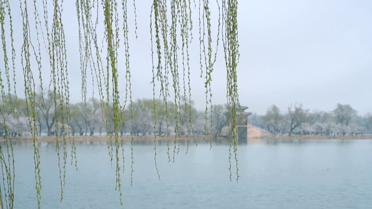 春天北京颐和园春花春景视频素材