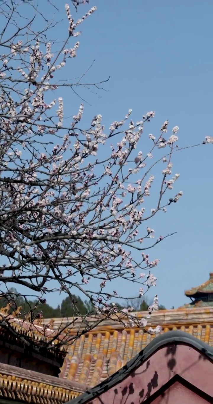 春暖花开紫禁城视频素材