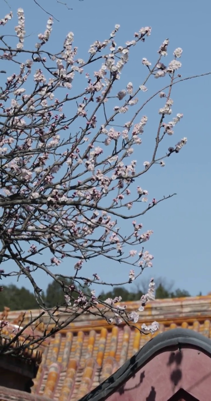 春暖花开紫禁城视频素材