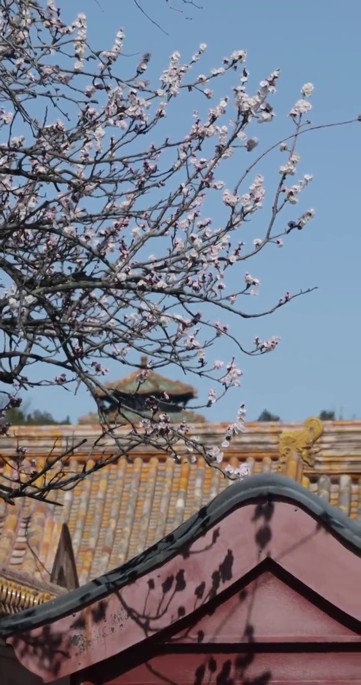 春暖花开紫禁城视频素材