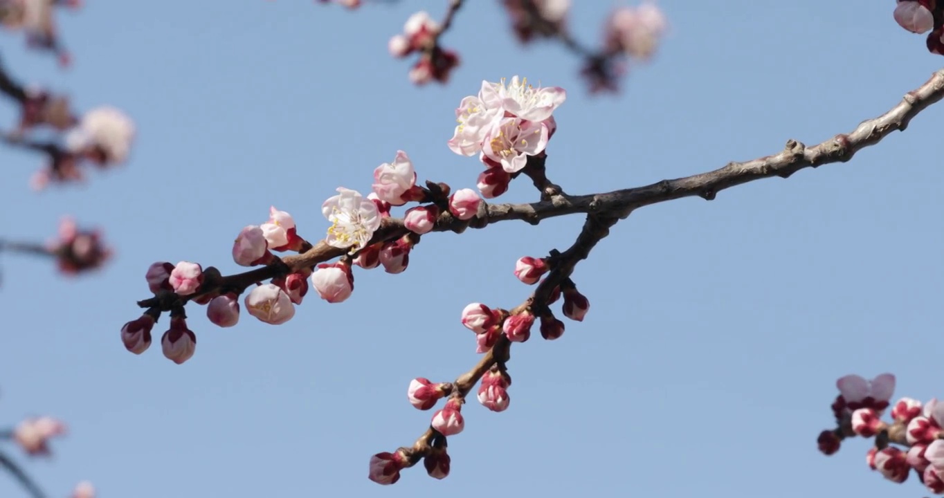 春暖花开紫禁城视频素材