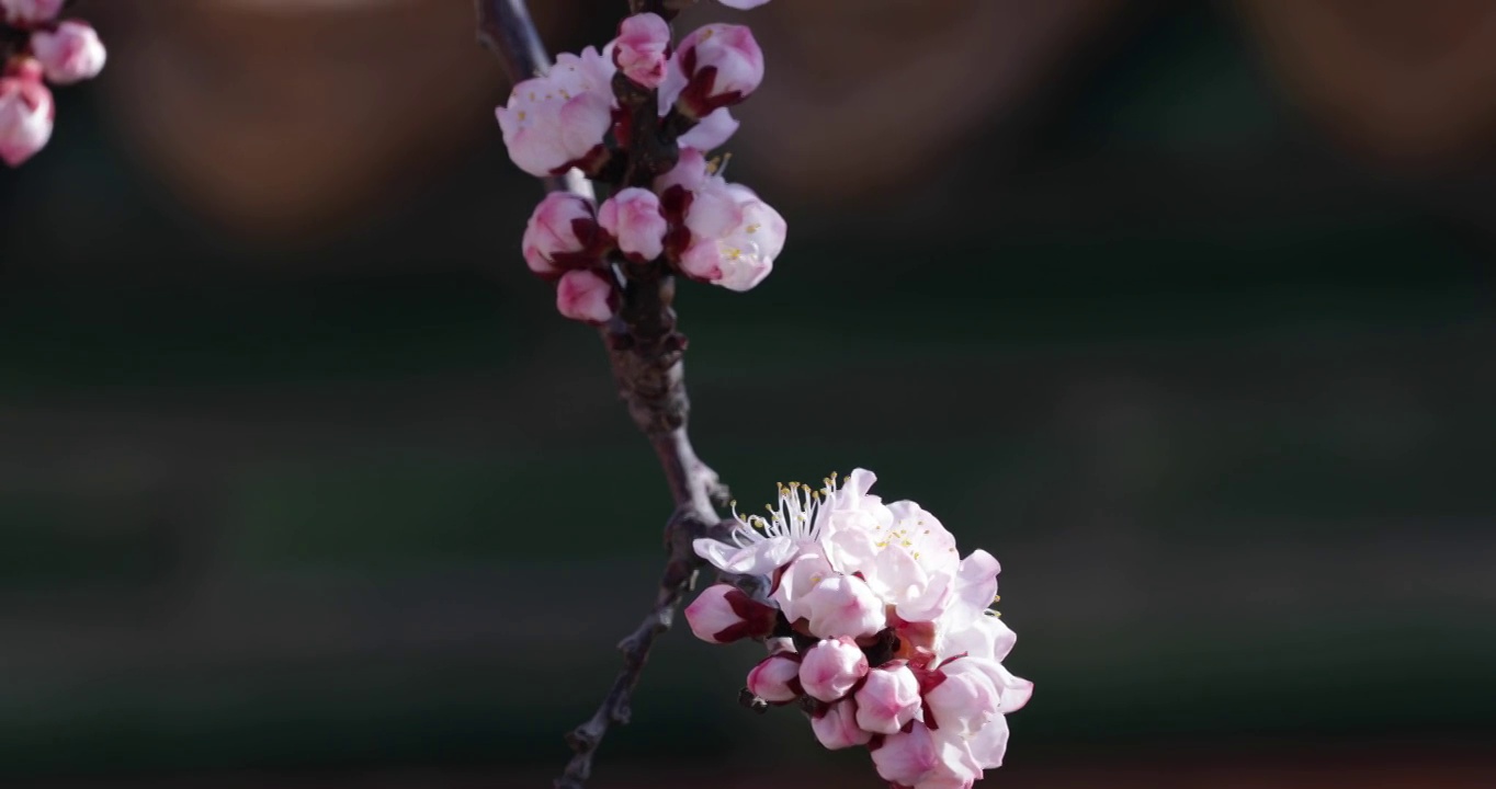 春暖花开紫禁城视频素材