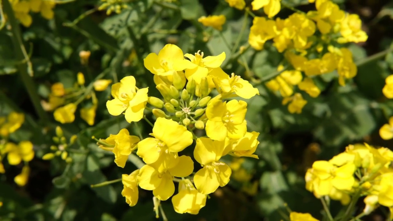 黄色的油菜花开视频素材