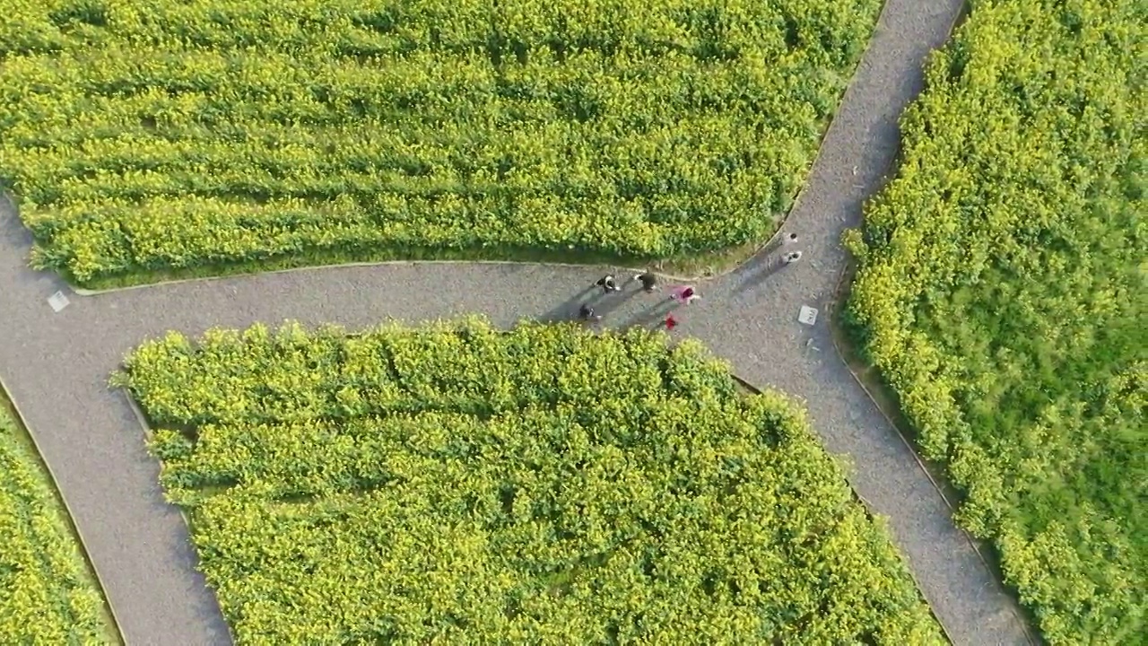 绍兴花梦缘油菜花田,公园小路视频素材