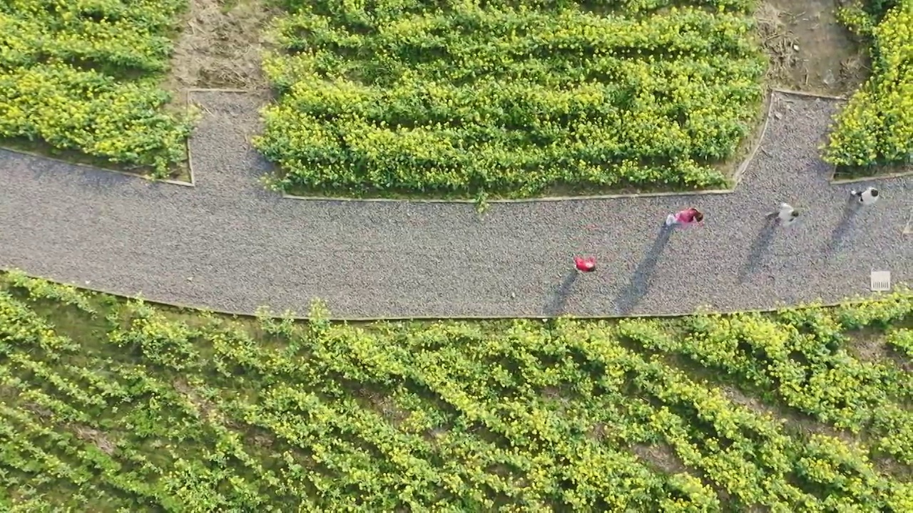 绍兴花梦缘油菜花田,公园小路视频素材