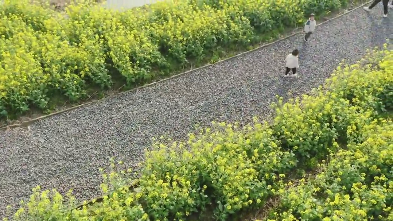 绍兴花梦缘油菜花田,公园小路视频素材