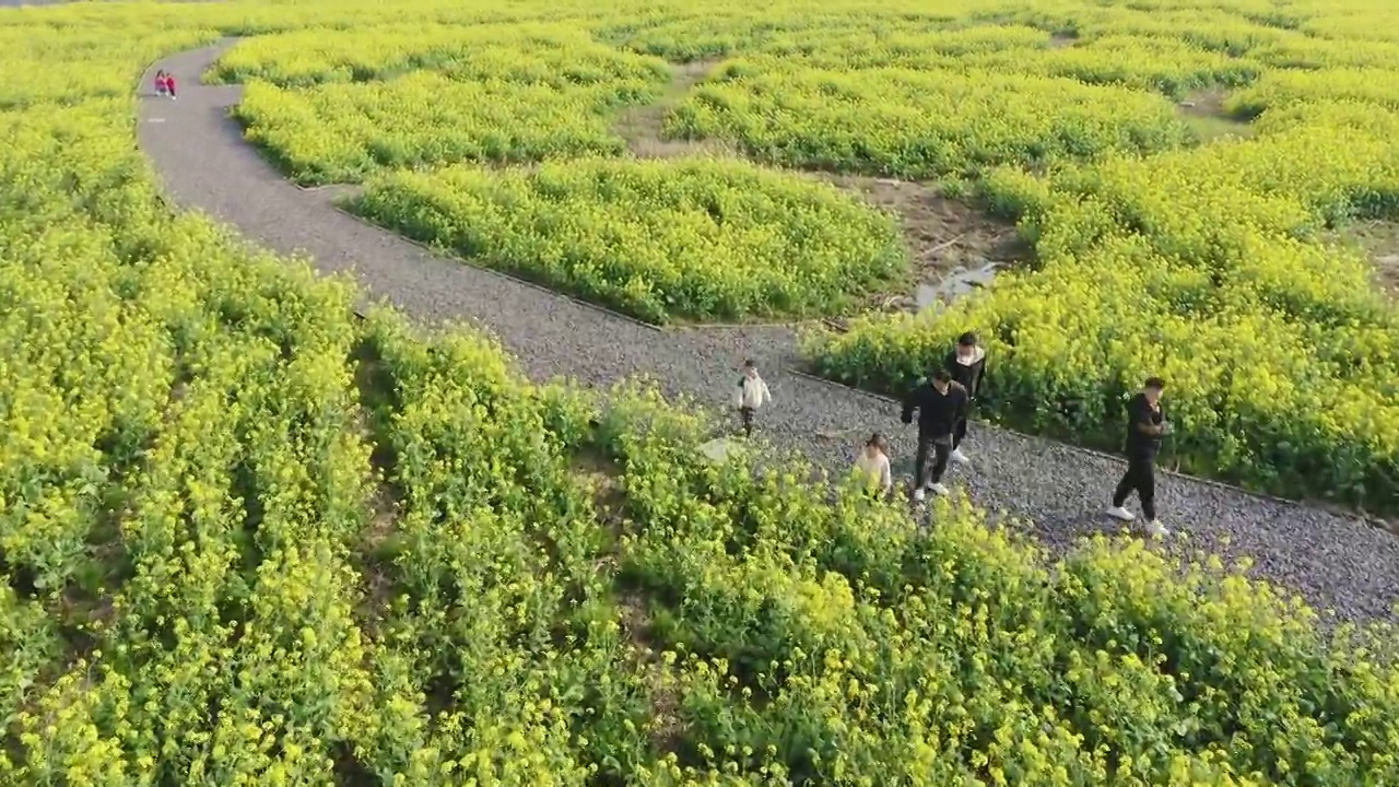 绍兴花梦缘油菜花田,公园小路视频素材