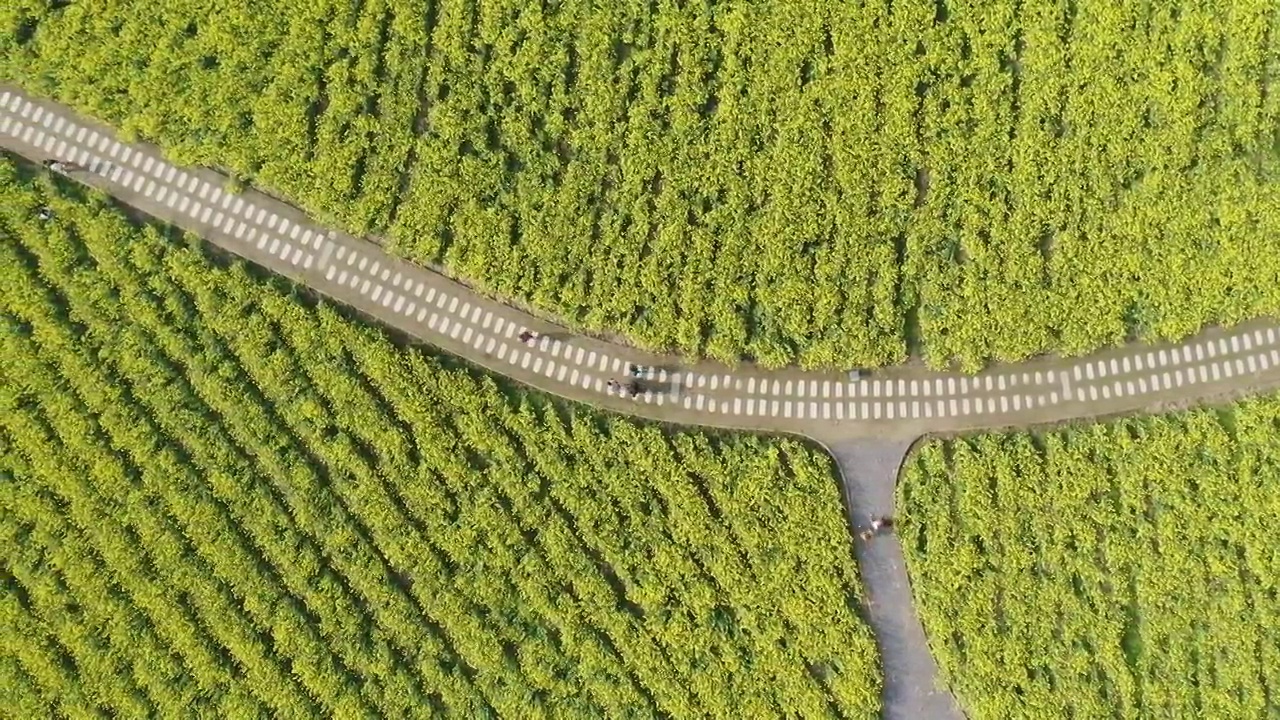 绍兴花梦缘油菜花田,公园小路视频素材