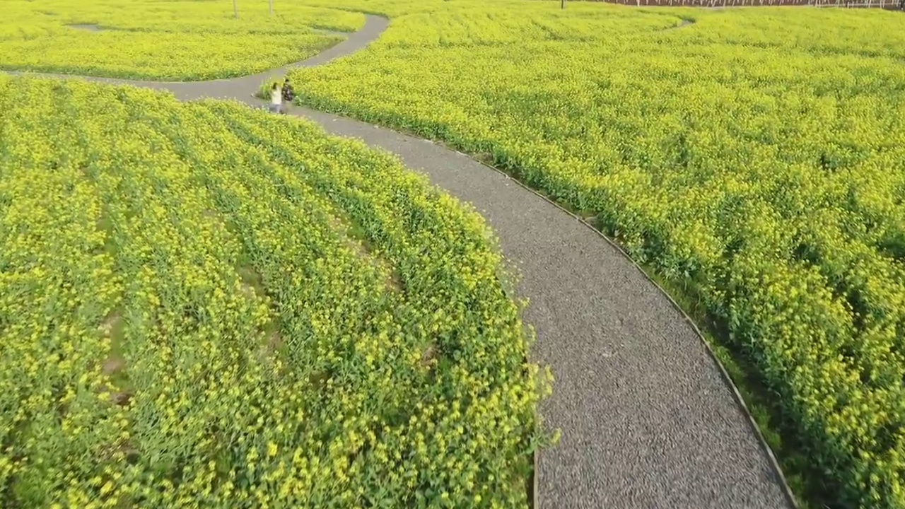 绍兴花梦缘花海视频素材