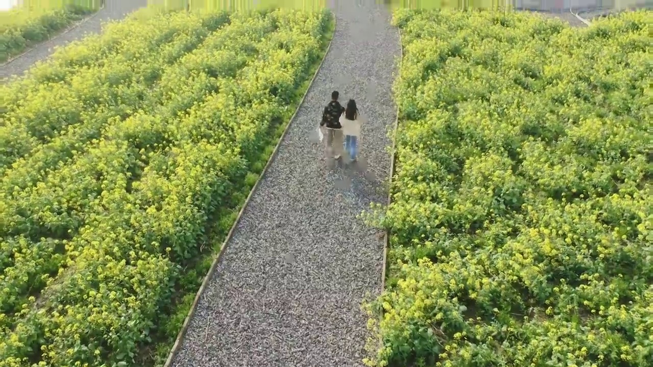 绍兴花梦缘花海视频素材