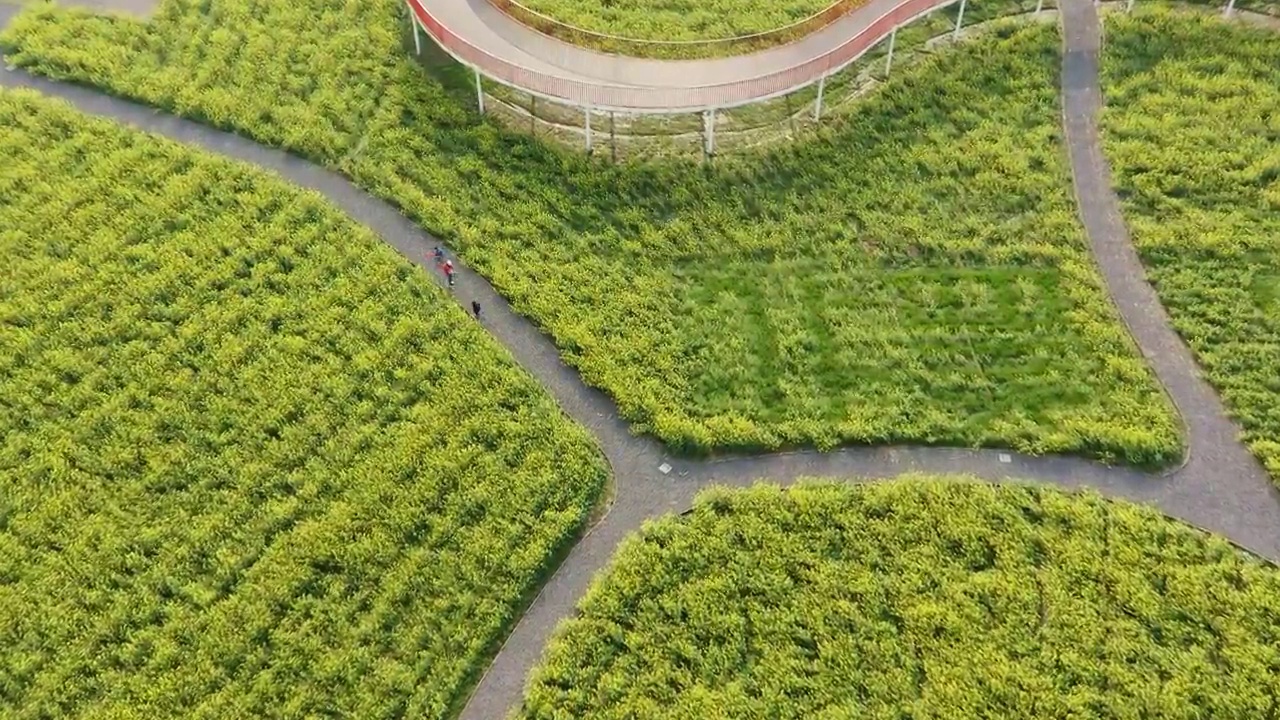 绍兴花梦缘花海,公园观景路视频素材