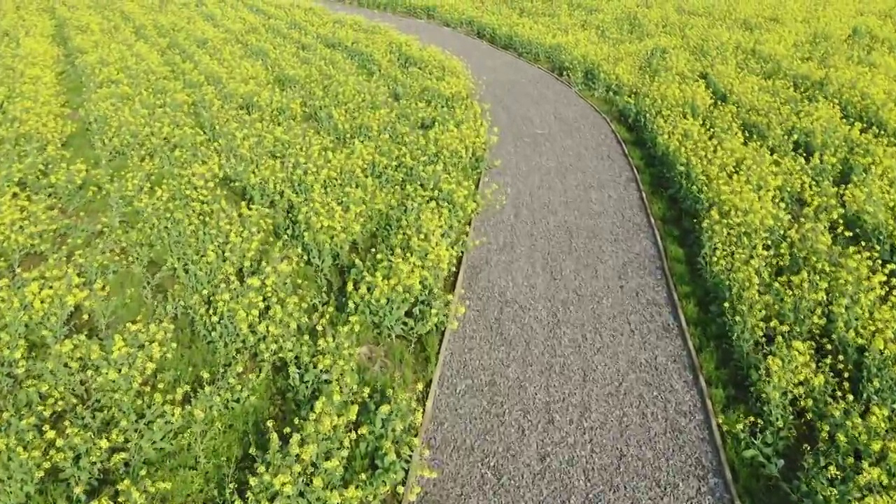 绍兴花梦缘花海,公园观景路视频素材