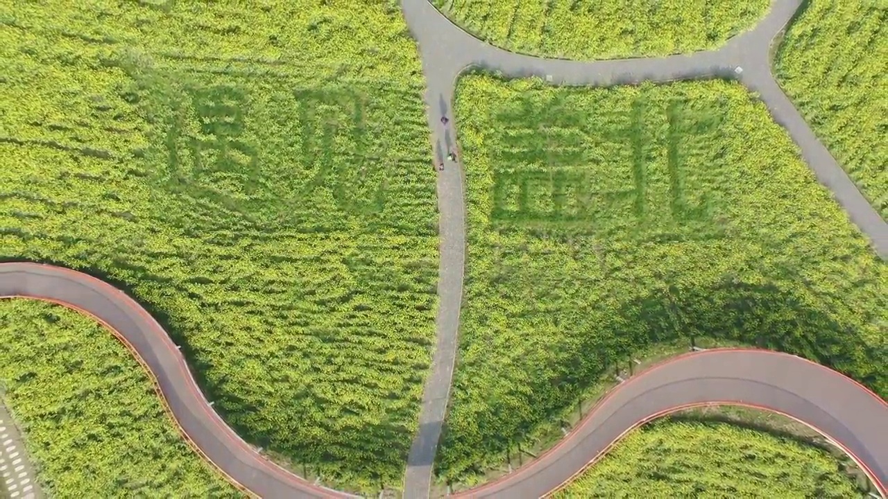 绍兴花梦缘花海,公园观景路视频素材