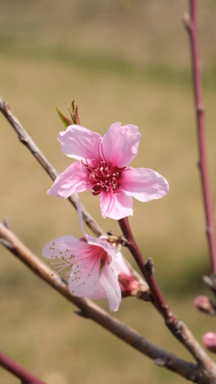 桃花朵朵开视频素材