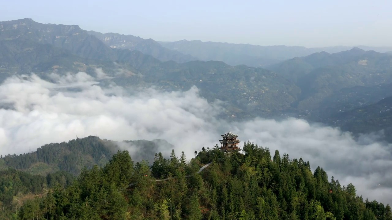 湖北恩施：花枝山中茶飘香视频素材