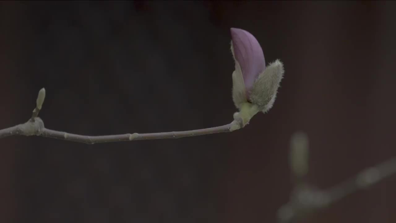 北京春天的玉兰花包视频素材