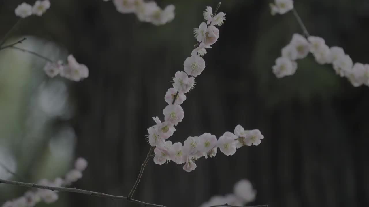 春天的花视频素材