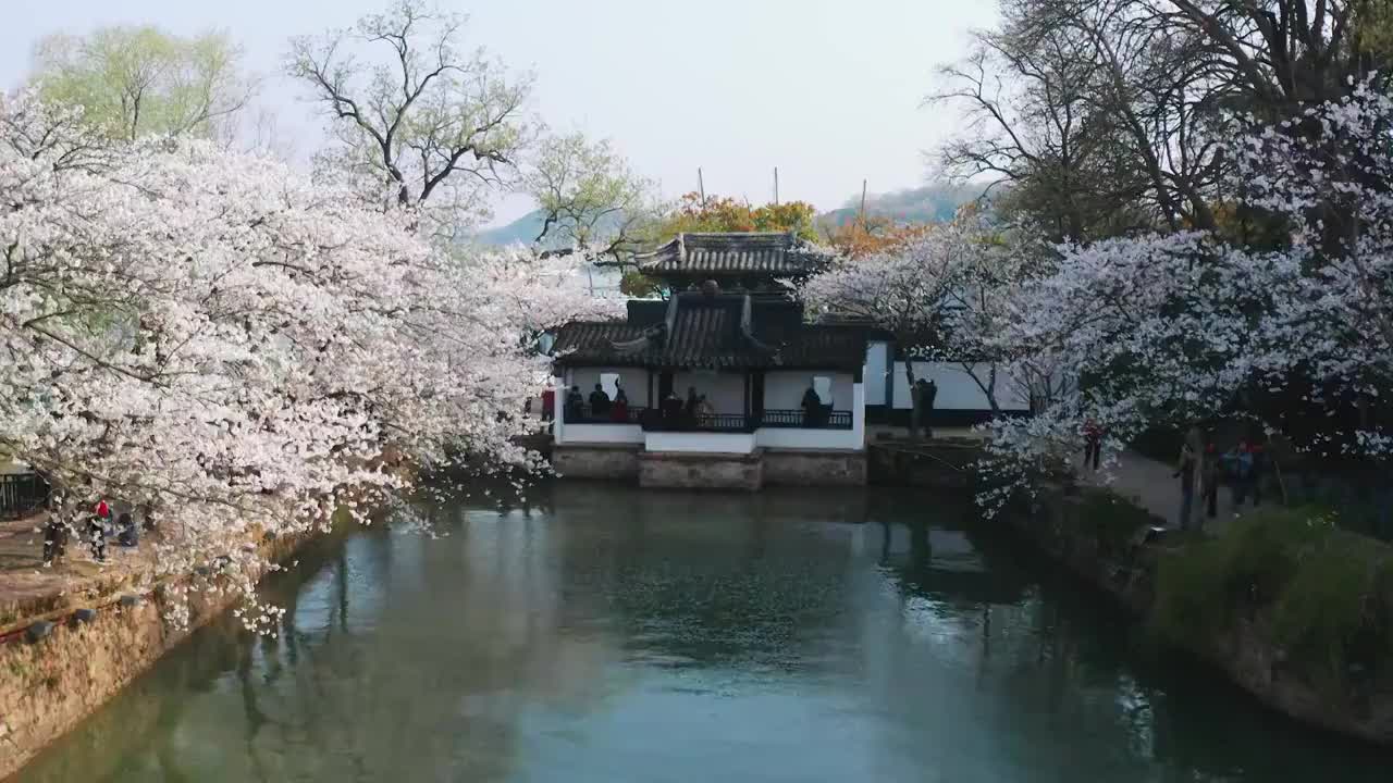 航拍无锡鼋头渚风景区樱花视频素材