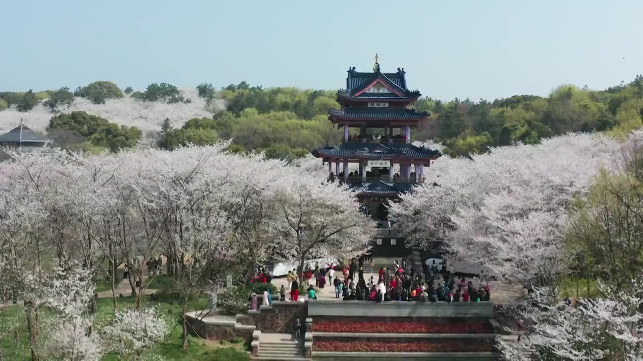 航拍无锡鼋头渚风景区樱花视频素材