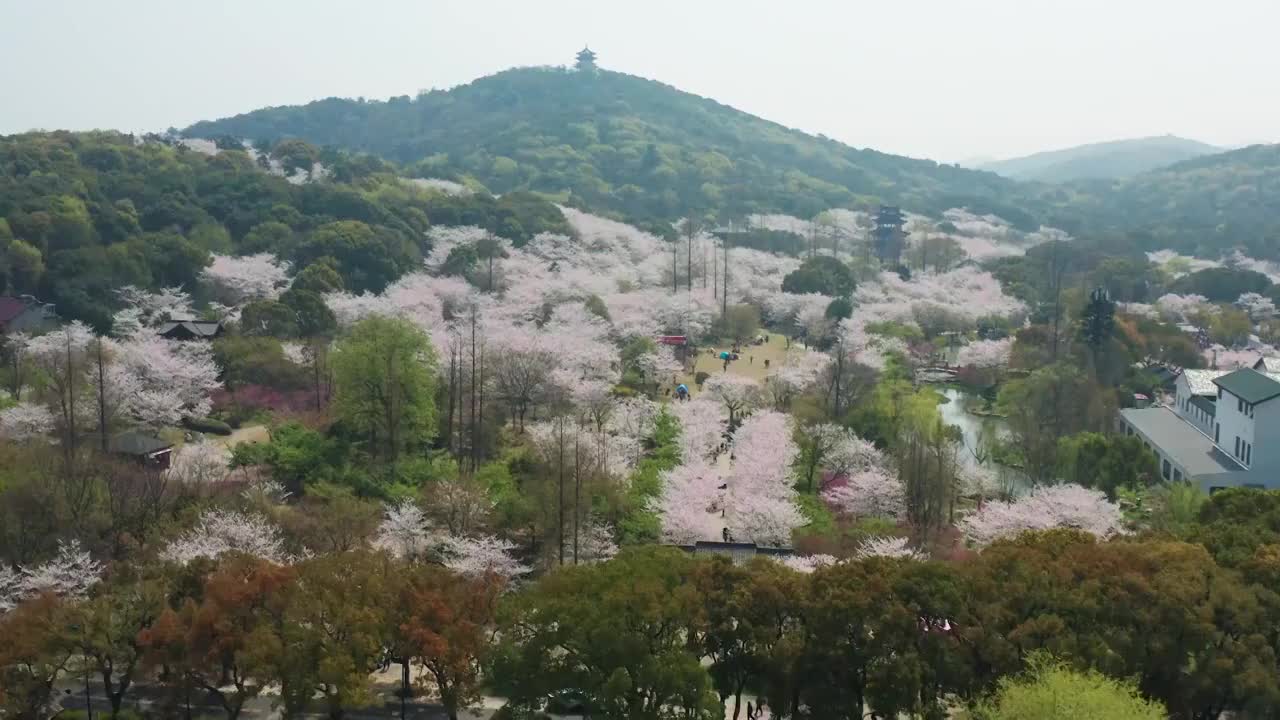 航拍无锡鼋头渚风景区樱花视频素材