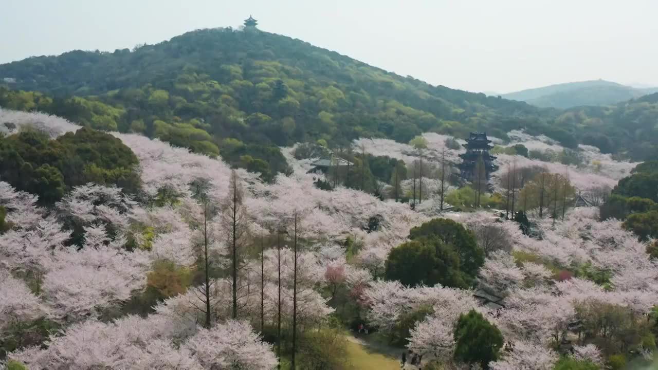 航拍无锡鼋头渚风景区樱花视频素材