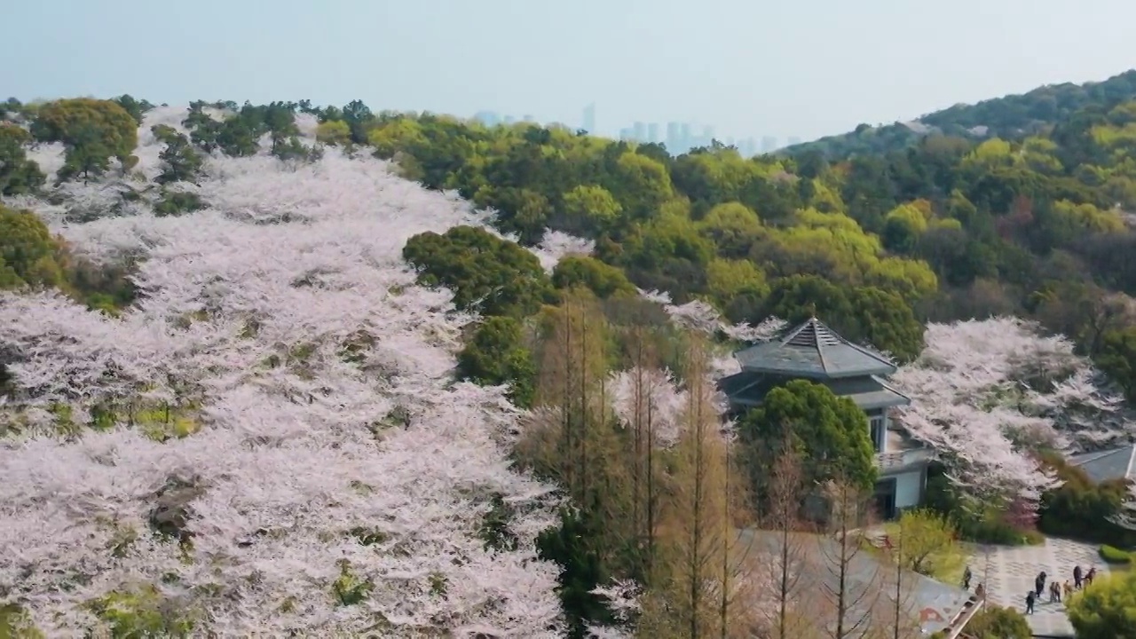 航拍无锡鼋头渚风景区樱花视频素材