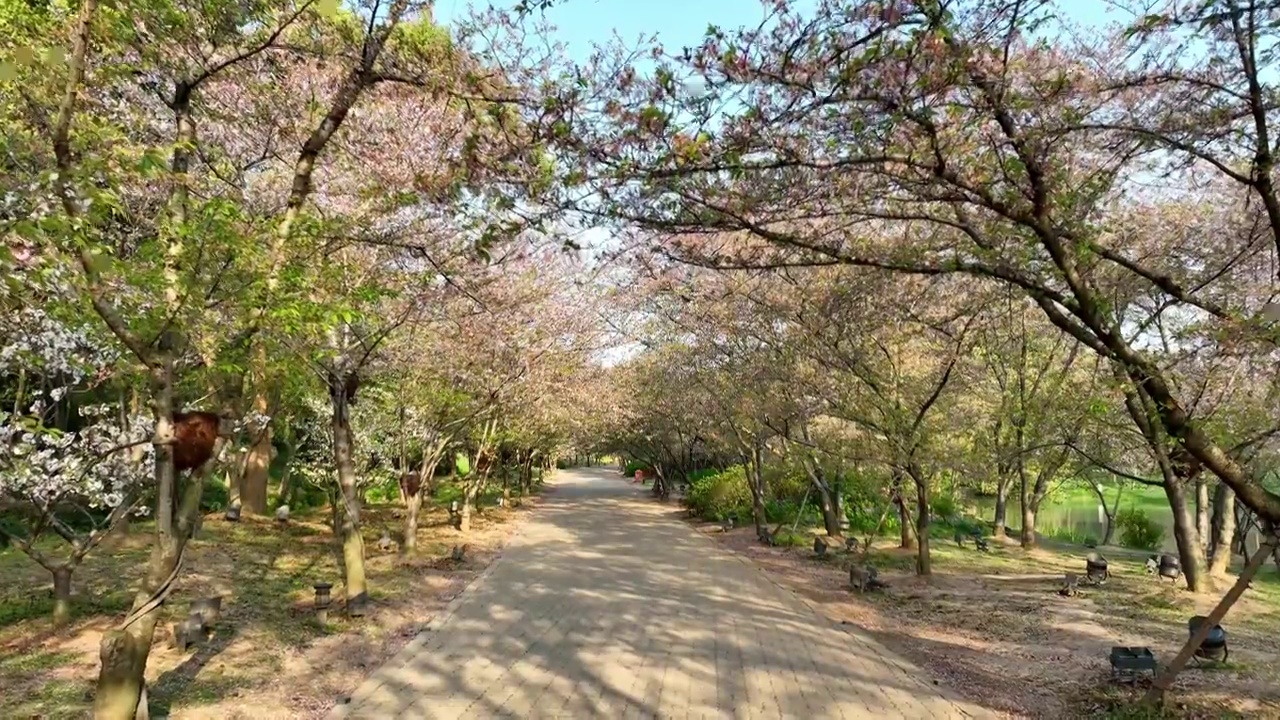 樱花谷 晚樱花视频素材