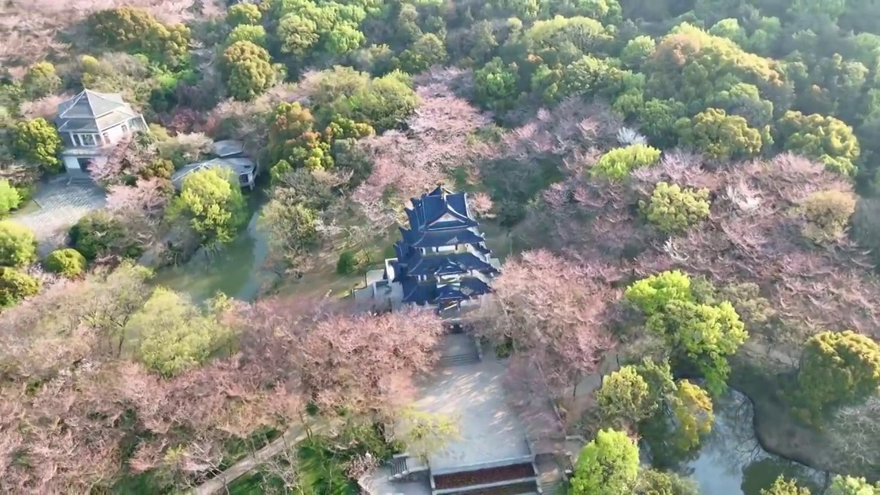 樱花谷 晚樱花视频素材