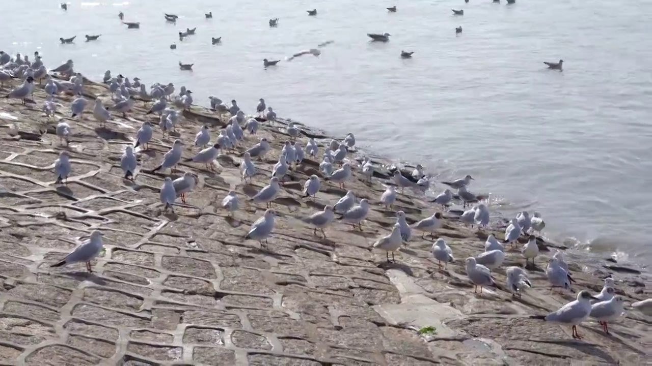 海边栖息的海鸥群视频素材