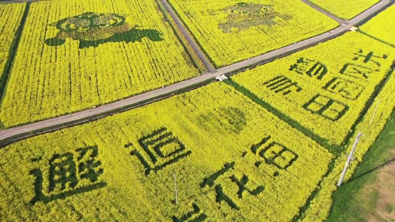 俯瞰南京永宁镇张圩油菜花海，寻梦田园风光视频素材