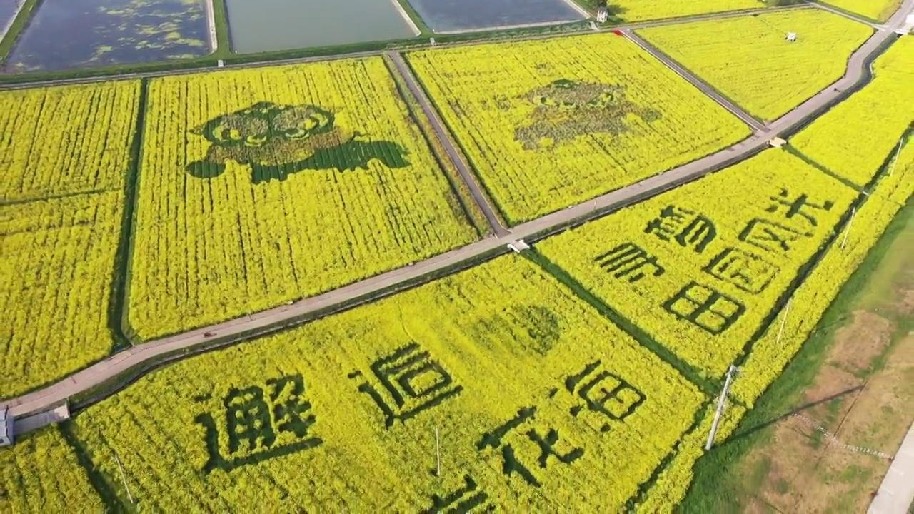 春天邂逅油菜花海，寻梦田园风光视频素材