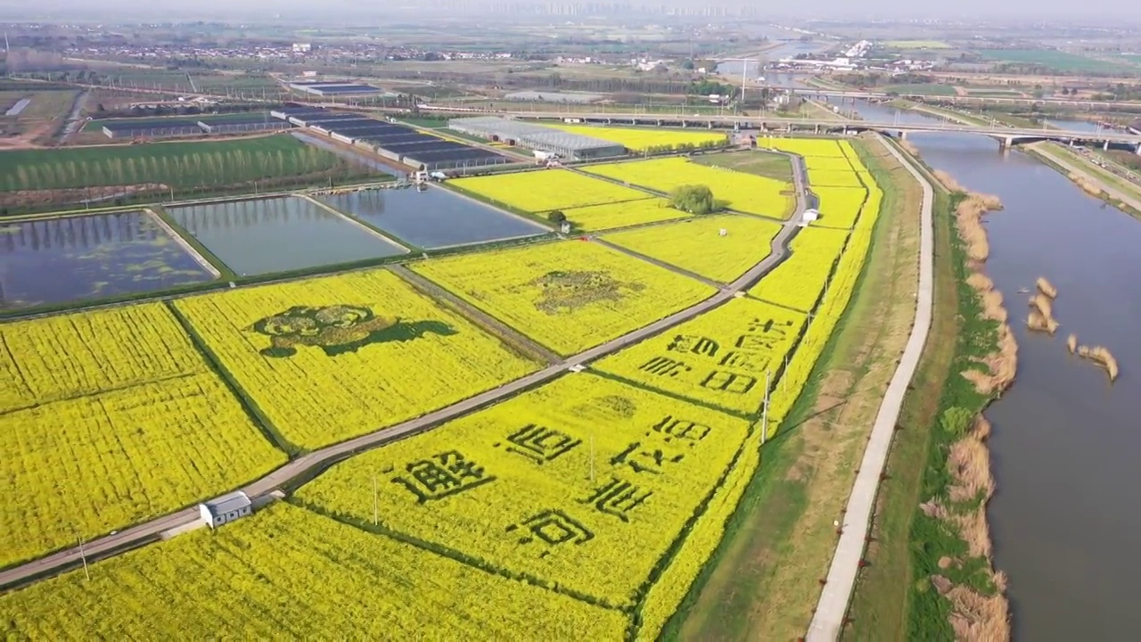 春天美丽的河岸油菜花海与田园风光视频素材