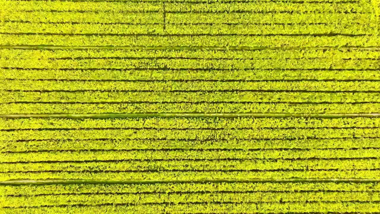 江苏苏州上林村油菜花开视频素材