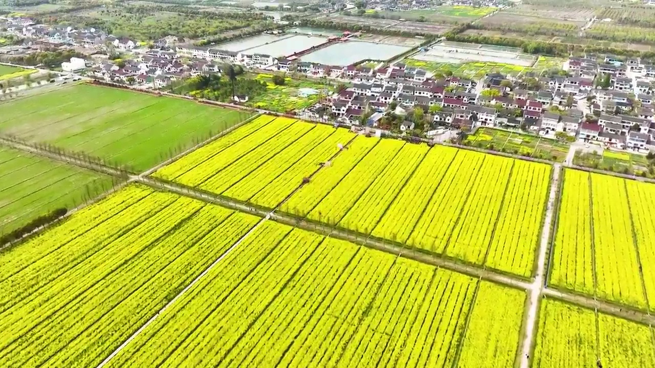 江苏苏州上林村油菜花开视频素材