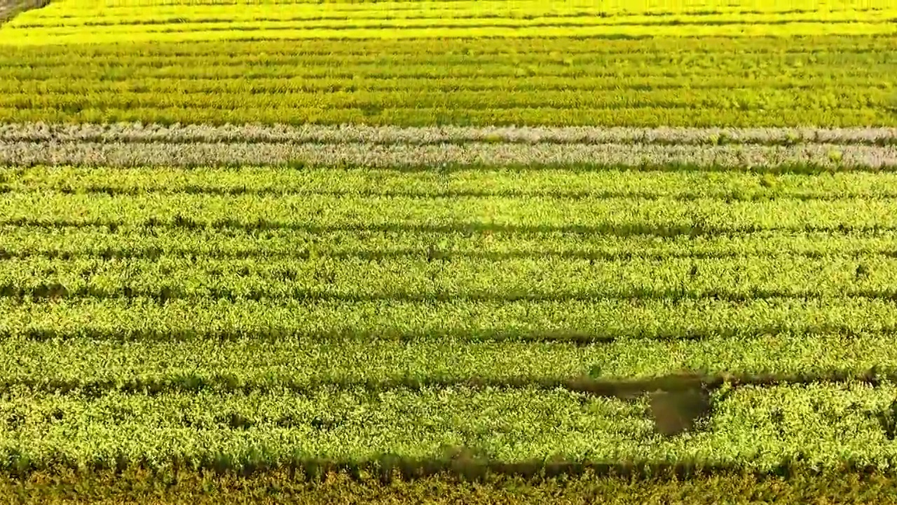 江苏苏州上林村油菜花开视频素材